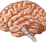 Brain health supplement review for optimal cognition