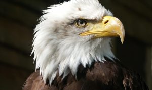 Eagle Creek Pack-It Reveal Testing the Best Breathable Packing Cube